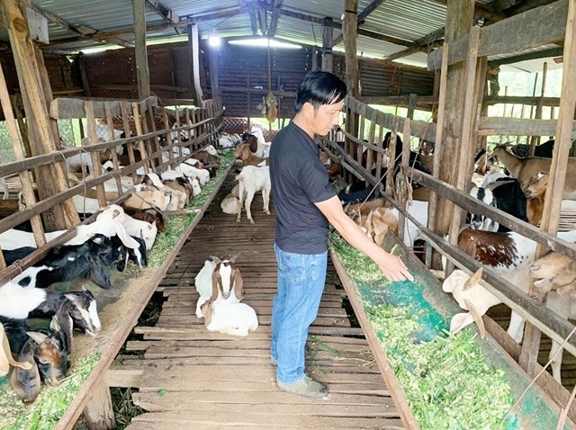 Kí kết hợp tác nâng cao kỹ thuật chăm sóc, chăn nuôi là bước tiến mới cho mô hình kinh tế hợp tác tại Gia Lai.