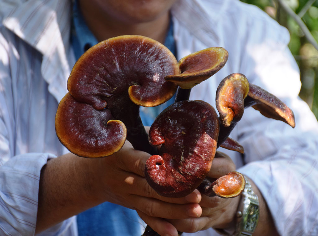 Mô hình liên kết trồng nấm lim xanh của HTX Xây dựng, nông lâm nghiệp, thương mại dịch vụ Thiên Danh đang giúp cải thiện sinh kế cho người dân Trà Đốc.