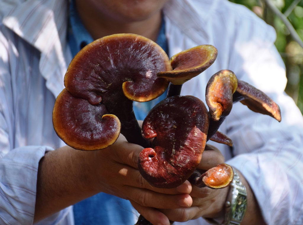 Mô hình liên kết trồng nấm lim xanh của HTX Xây dựng, nông lâm nghiệp, thương mại dịch vụ Thiên Danh đang giúp cải thiện sinh kế cho người dân Trà Đốc.