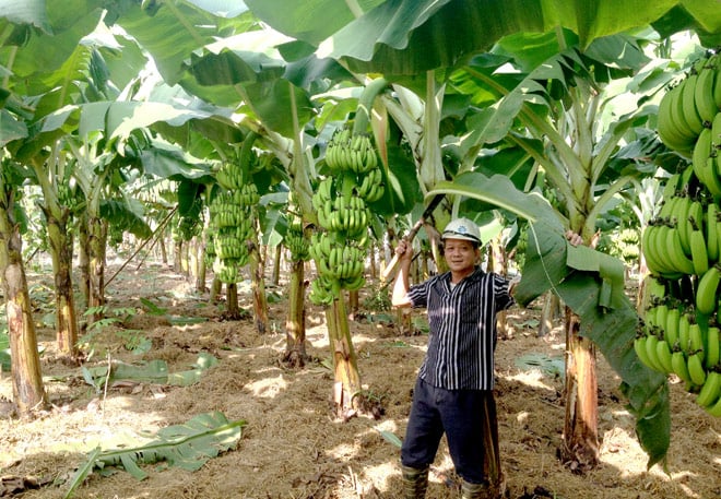 Chuối tiêu đang giúp nhiều người dân nâng cao thu nhập.