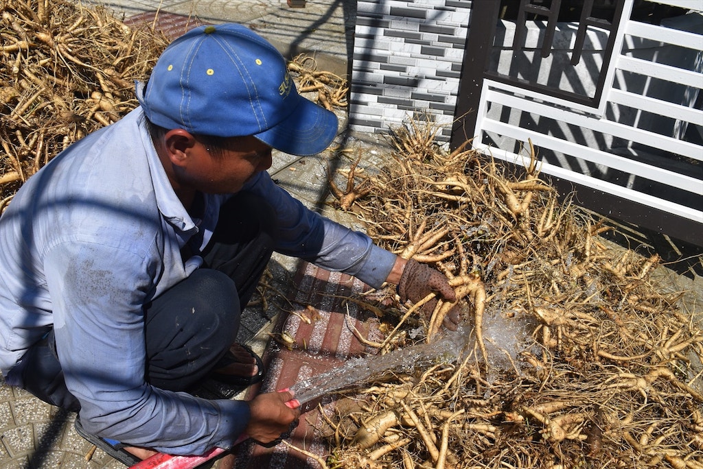 Đồng bào dân tộc thiểu số ở Trà Đốc đang cải thiện sinh kế nhờ chuỗi liên kết cây dược liệu.