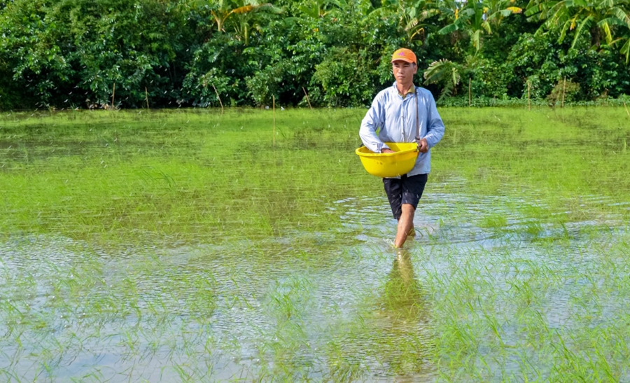 Đổi mới phương thức sản xuất giúp nông dân, HTX ở Cà Mau tăng năng suất &lpar;Ảnh: BCM&rpar;.