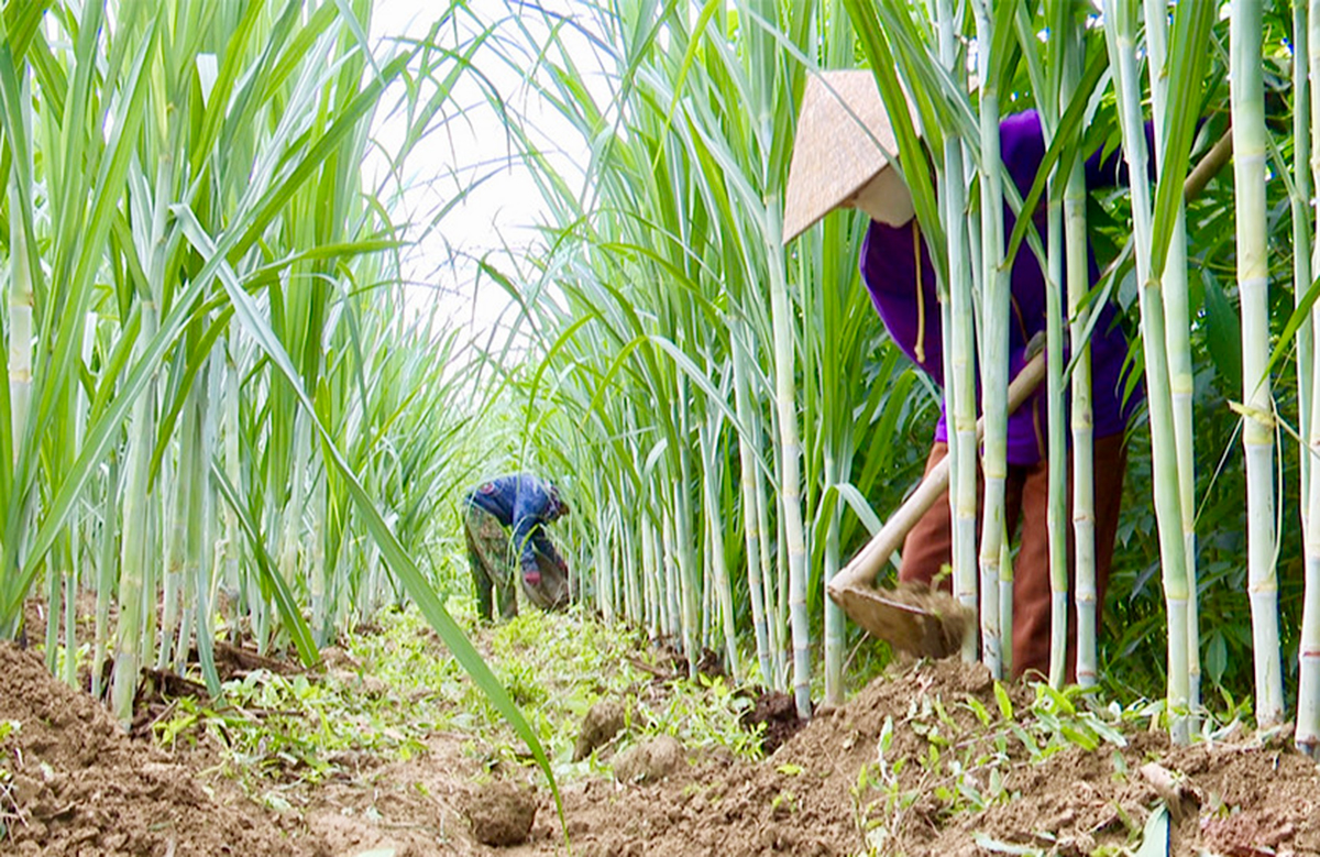 Các HTX đang đóng góp tích cực vào xây dựng nông thôn mới ở Hà Tĩnh &lpar;Ảnh: BHT&rpar;.