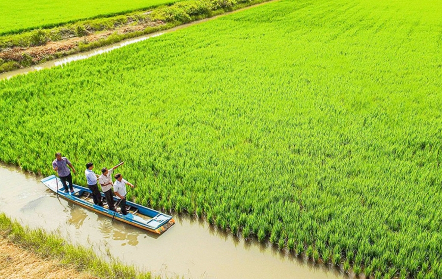Thương hiệu lúa sinh thái Cà Mau ngày càng được nâng lên.