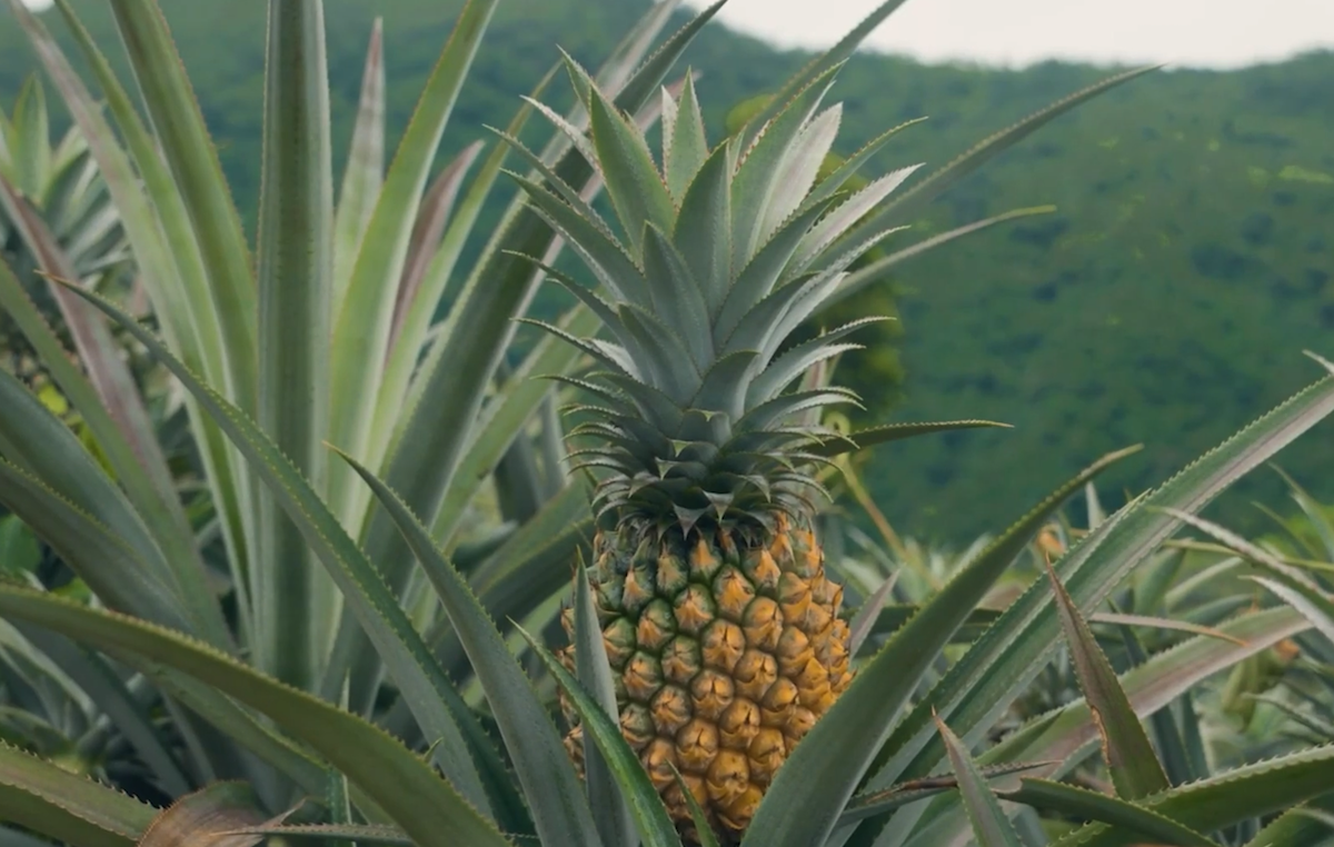 Dứa Sơn La đang trên hành trình chinh phục thị trường.