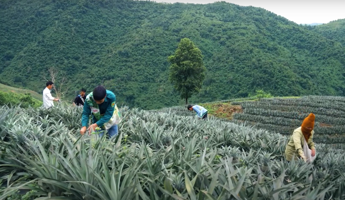 Trong những năm gần đây cây dứa trở thành sản phẩm nông sản mang lại giá trị kinh tế ổn định cho người dân Sơn La.