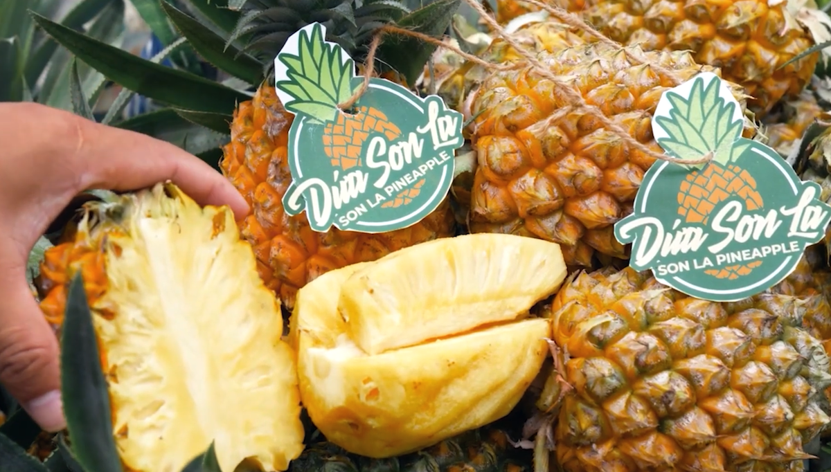 Nhờ điều kiện tự nhiên thuận lợi, sản phẩm dứa Sơn La được biết đến với hương vị ngọt ngào, thơm nồng và độ giòn đặc biệt.