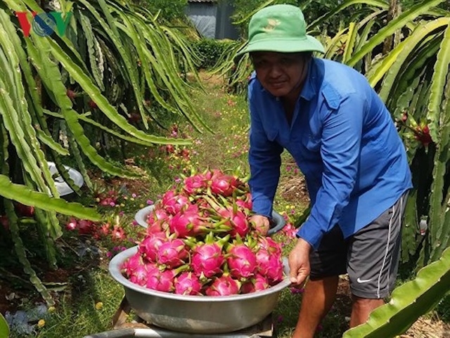 Trái thanh long theo tiêu chuẩn GAP của HTX thanh long Mỹ Tịnh An đạt chất lượng cao.