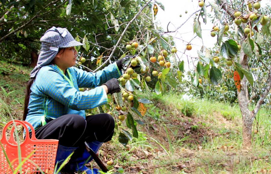 Sản phẩm chủ lực là động lực nâng cao thu nhập cho người dân khu vực nông thôn tỉnh Lạng Sơn &lpar;Ảnh: BLS&rpar;.