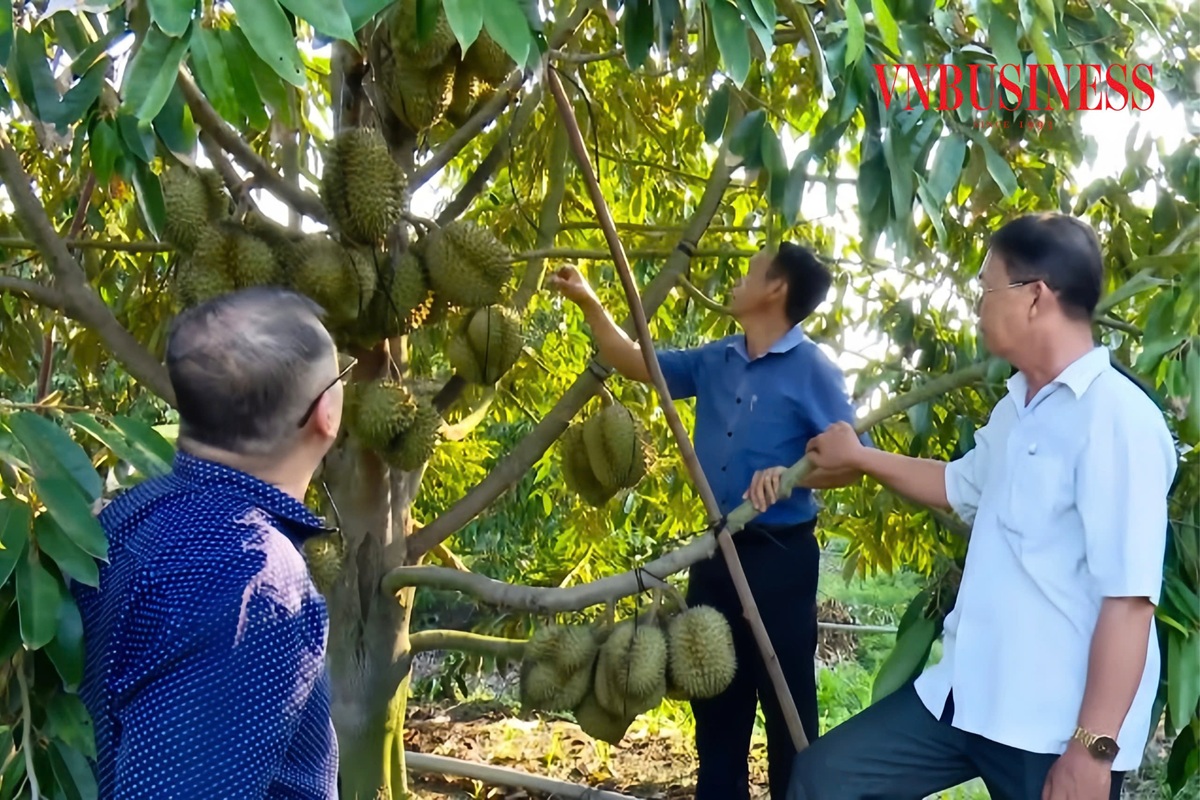 Những năm qua, hệ thống Liên minh HTX Việt Nam đã có nhiều chương trình hỗ trợ thiết thực cho các HTX ở Tây Ninh.
