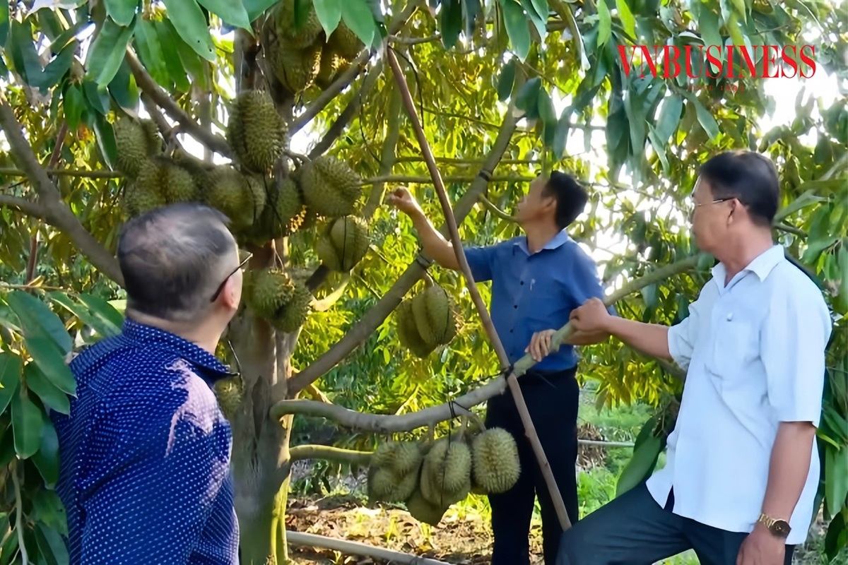 Những năm qua, hệ thống Liên minh HTX Việt Nam đã có nhiều chương trình hỗ trợ thiết thực cho các HTX ở Tây Ninh.