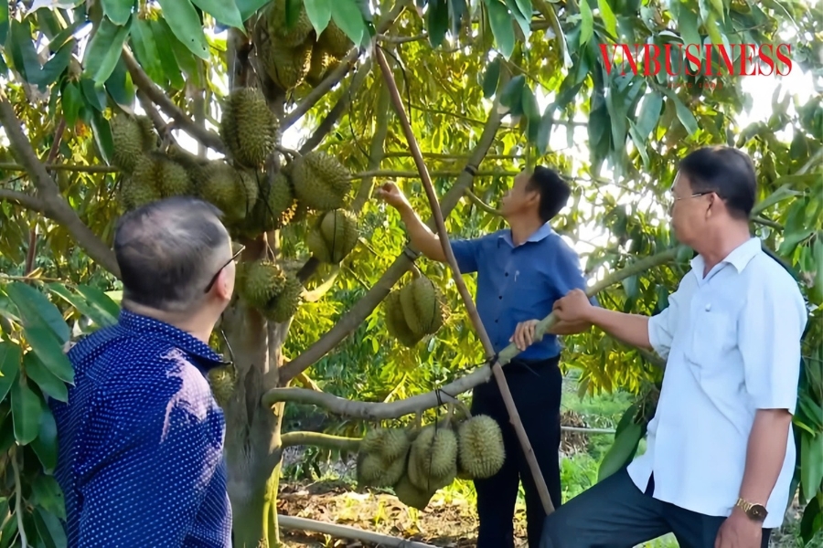 Những năm qua, hệ thống Liên minh HTX Việt Nam đã có nhiều chương trình hỗ trợ thiết thực cho các HTX ở Tây Ninh.
