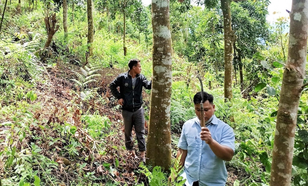 Ở Trà Leng, cha truyền con nối, cây quế là của để dành.