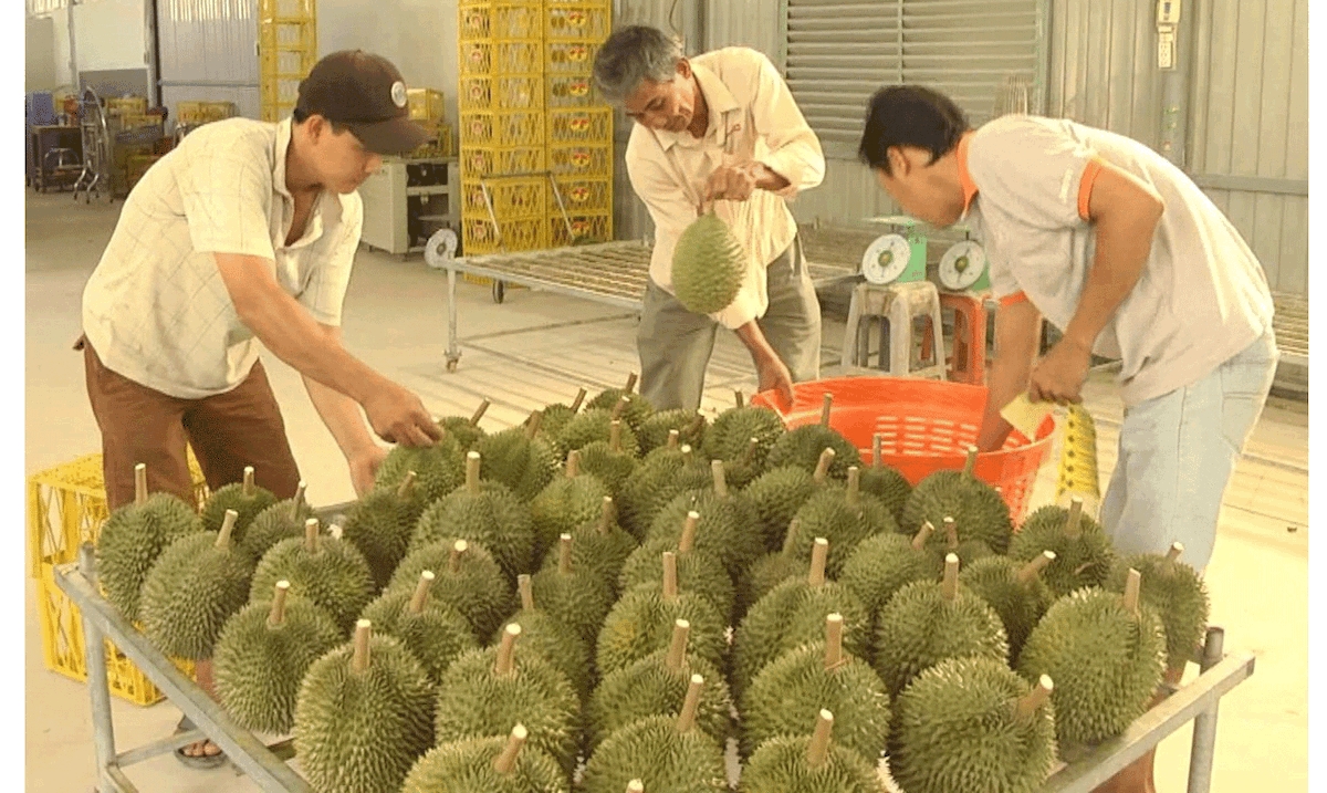 HTX sầu riêng Ngũ Hiệp tổ chức thu mua sầu riêng.