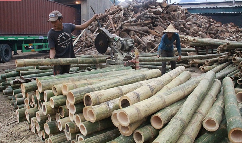 Nhờ được chính quyền và Liên minh HTX tỉnh hỗ trợ, cây luồng trở thành cây kinh tế chủ lực trong xóa đói giảm nghèo đối với người dân vùng DTTS, miền núi Thanh Hóa.