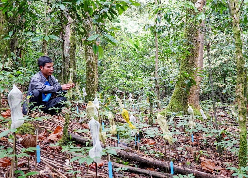 Trà Leng đang phát triển dược liệu dưới tán rừng theo hướng bền vững, nhất là đối với cây sâm Ngọc Linh.