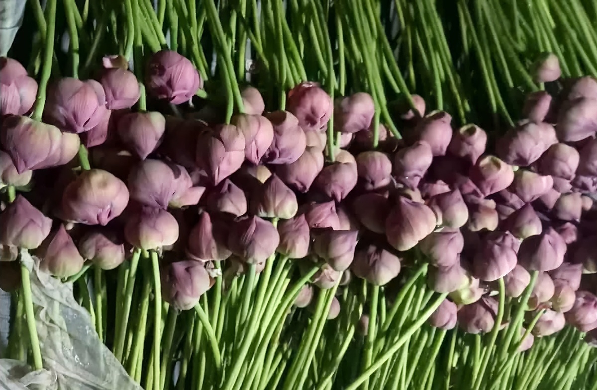 Hoa sen được HTX thu hái, phân loại trước khi mang đi giao cho tiểu thương.