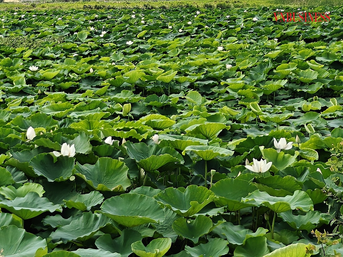 Những đầm sen xanh mát trải dài ở xã Kiến Thụy.