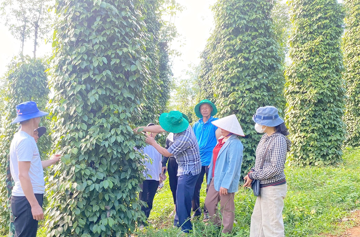 Sản xuất hữu cơ, hình thành chuỗi giá trị là đòi hỏi tất yếu giúp người trồng hồ tiêu làm giàu bền vững &lpar;Ảnh: BLĐ&rpar;.