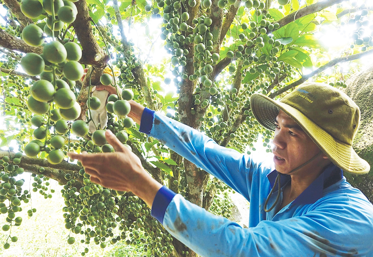 Các HTX đang đóng góp tích cực vào xây dựng nông thôn mới ở An Giang &lpar;Ảnh: BAG&rpar;.