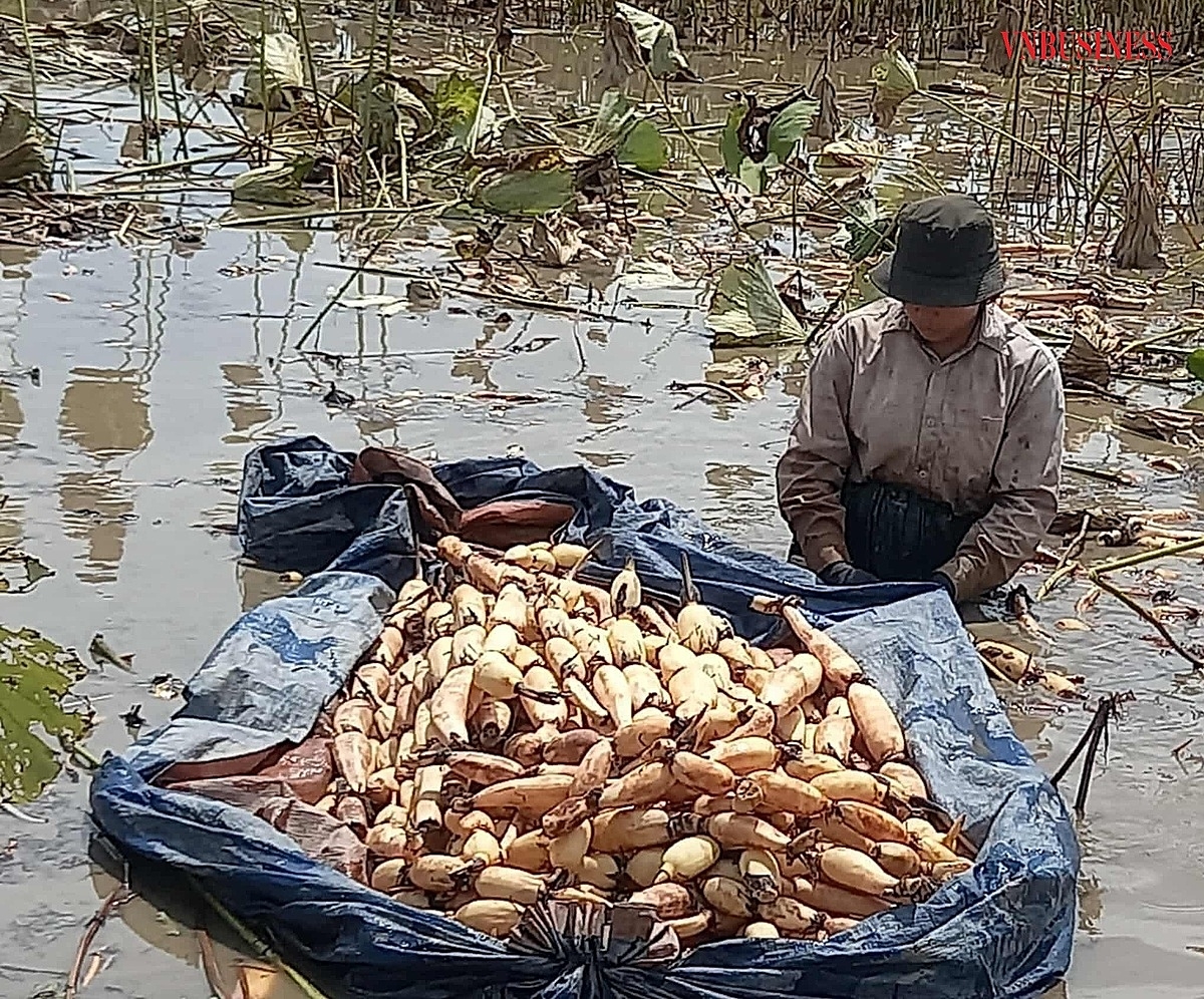 Nghề trồng sen luôn phải chăm chỉ ngoài đầm từ sớm đến tối.