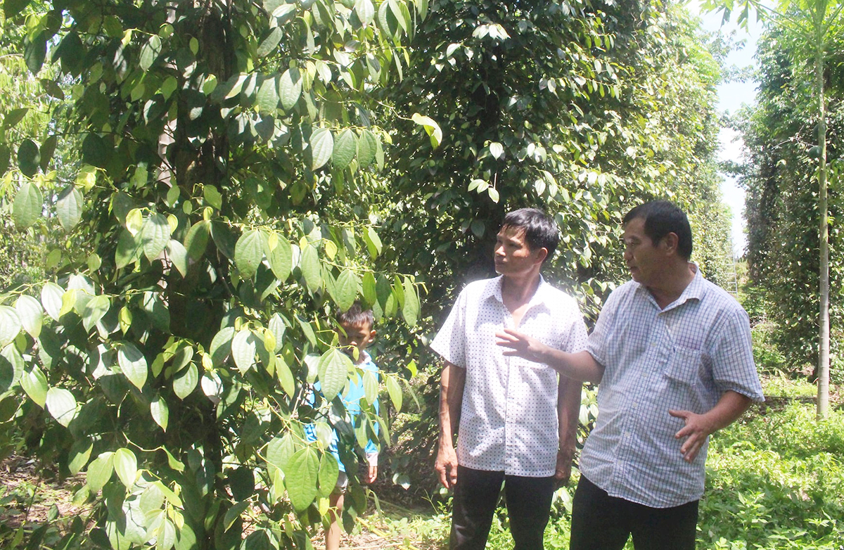 Liên kết trồng hồ tiêu hữu cơ giúp HTX, nông dân ở Lâm Đồng tăng thu nhập &lpar;Ảnh: BLĐ&rpar;.