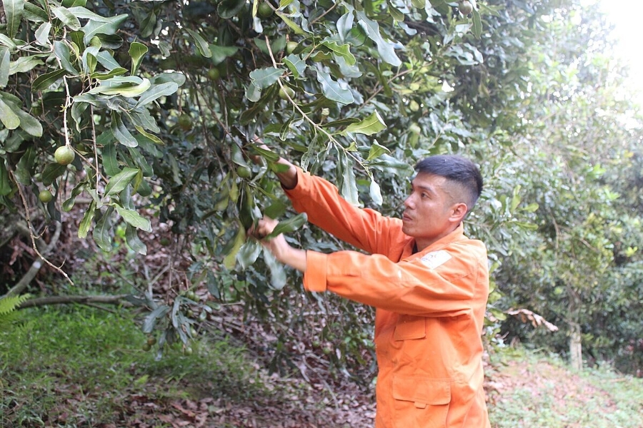 Người nông dân đang chăm sóc vườn mắc ca.