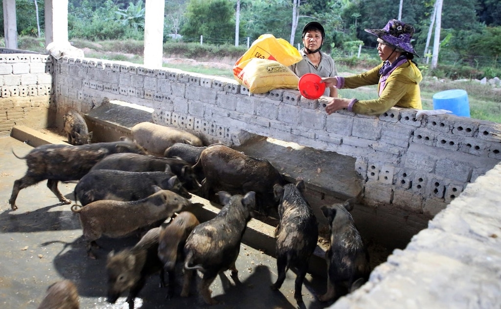 Nhiều hộ đồng bào dân tộc thiểu số ở Đắc Pring sau khi được hỗ trợ nhà ở đã mạnh dạn chuyển đổi sản xuất, nuôi heo đen, mở ra con đường thoát nghèo.