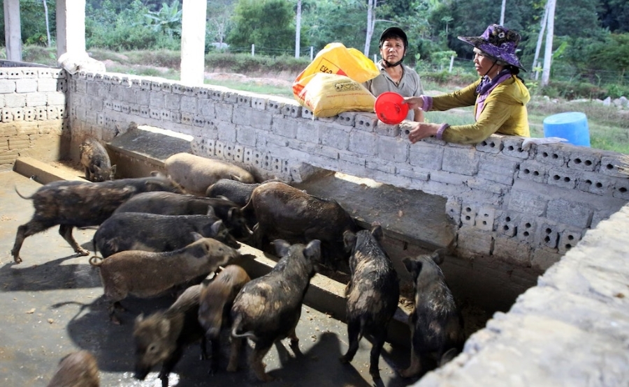 Nhiều hộ đồng bào dân tộc thiểu số ở Đắc Pring sau khi được hỗ trợ nhà ở đã mạnh dạn chuyển đổi sản xuất, nuôi heo đen, mở ra con đường thoát nghèo.