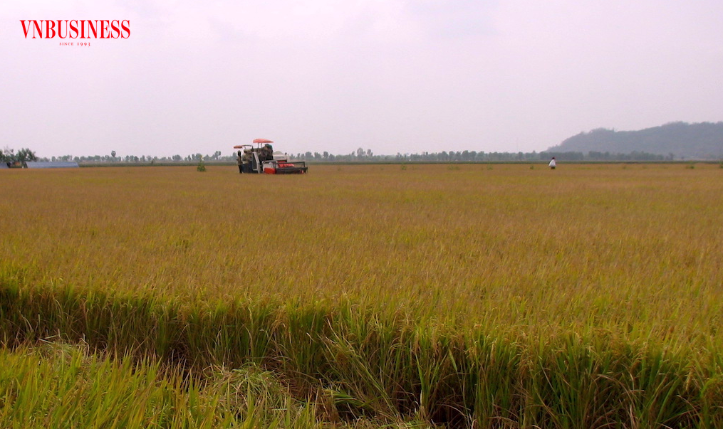 Ngành hàng lúa gạo Việt còn nhiều việc phải làm và làm tốt hơn nữa cho hướng đi dài hạn, bền vững.