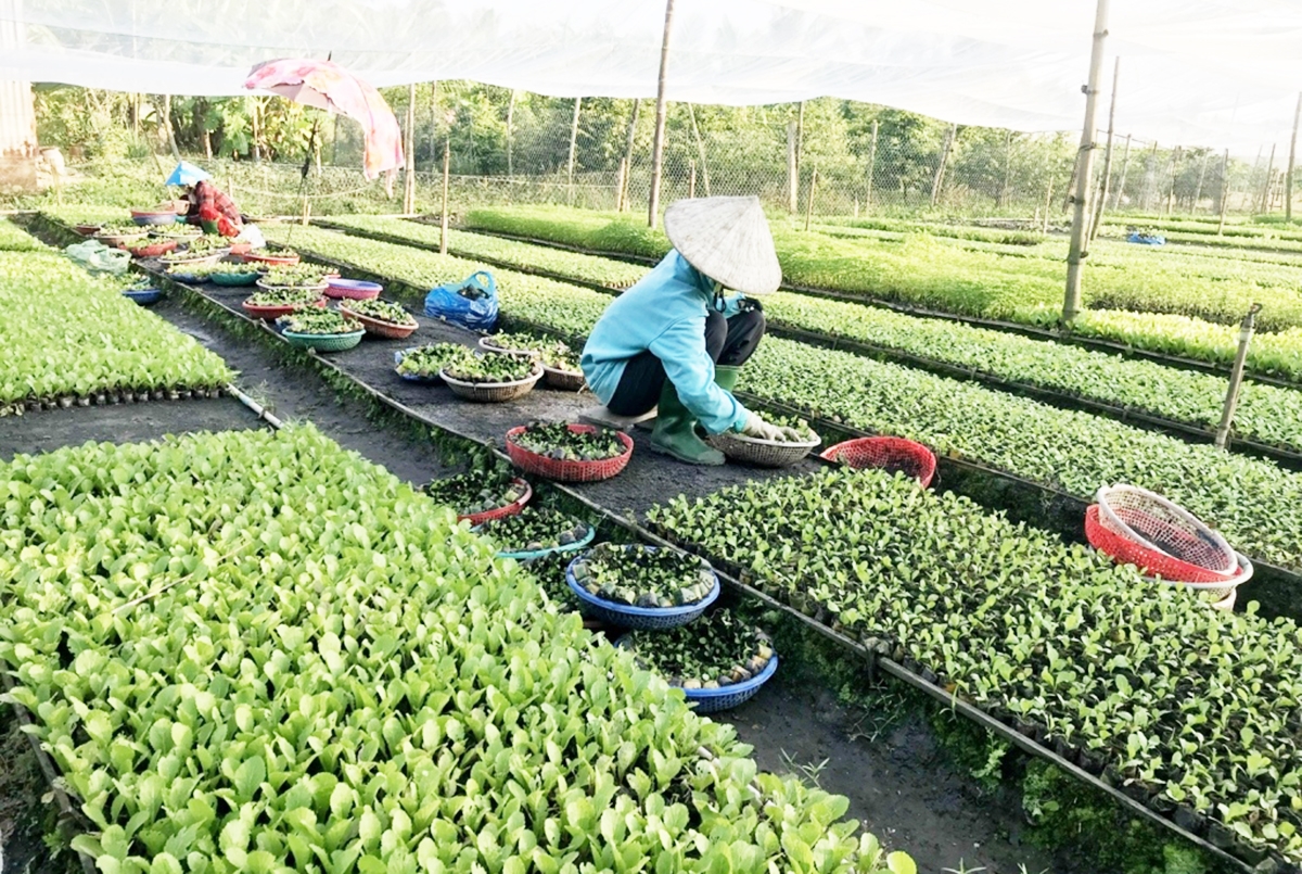 Vào HTX giúp nông dân yên tâm sản xuất, không còn lo được mùa mất giá &lpar;Ảnh: BAG&rpar;.