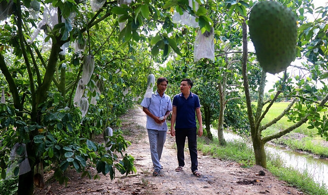 Mãng cầu xiêm phù hợp trồng ở vùng đất nhiễm phèn.