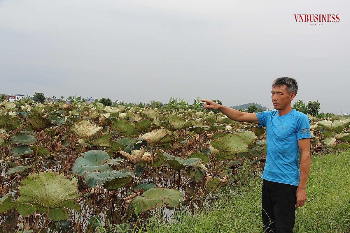 Anh Vũ Văn Đoàn giới thiệu về các loại sen với phóng viên.