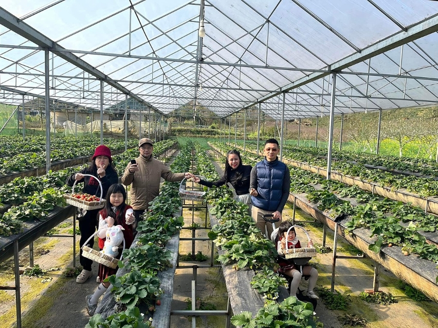 HTX xây dựng các sản phẩm trải nghiệm đa giác quan cho du khách, khi vừa được tận mắt thấy, chụp ảnh, hái và ăn trái cây tại vườn.