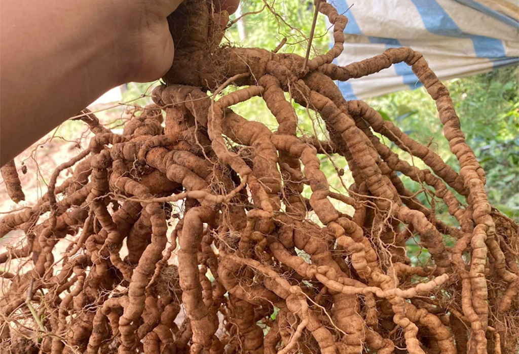 Một cây ba kích sau bốn năm trồng đạt năng suất từ 0,5 đến hơn một kg củ, giá bán thường ở mức 500.000 đồng mỗi kg, mang lại thu nhập cao cho người dân xã Tây Giang.