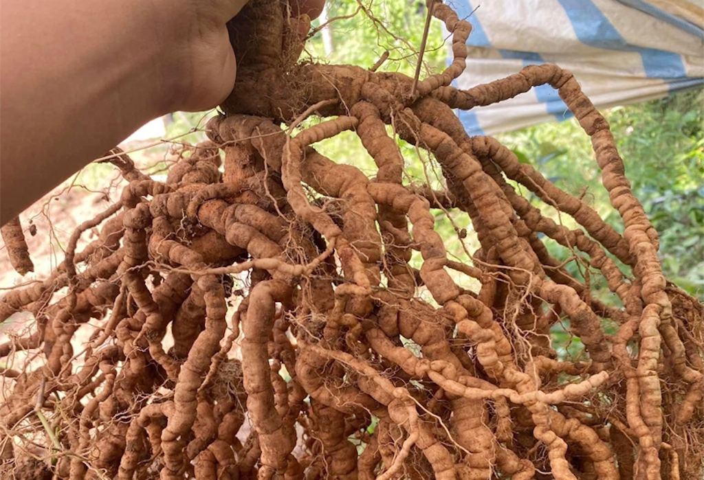 Một cây ba kích sau bốn năm trồng đạt năng suất từ 0,5 đến hơn một kg củ, giá bán thường ở mức 500.000 đồng mỗi kg, mang lại thu nhập cao cho người dân xã Tây Giang.