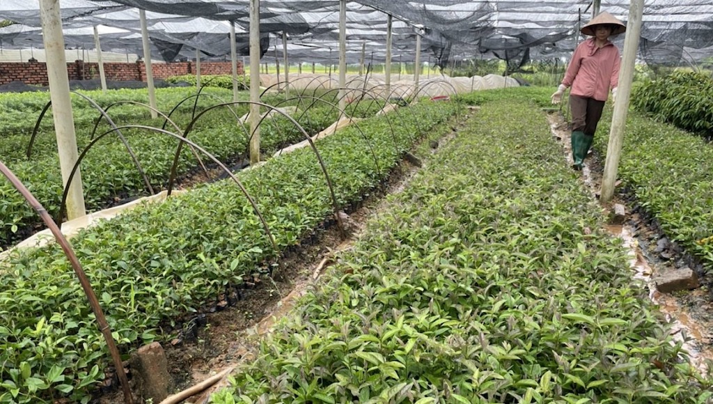 HTX nông lâm nghiệp Thiên Bình chuyên tổ chức ươm giống và sản xuất cây ba kích tím theo hợp đồng liên kết.