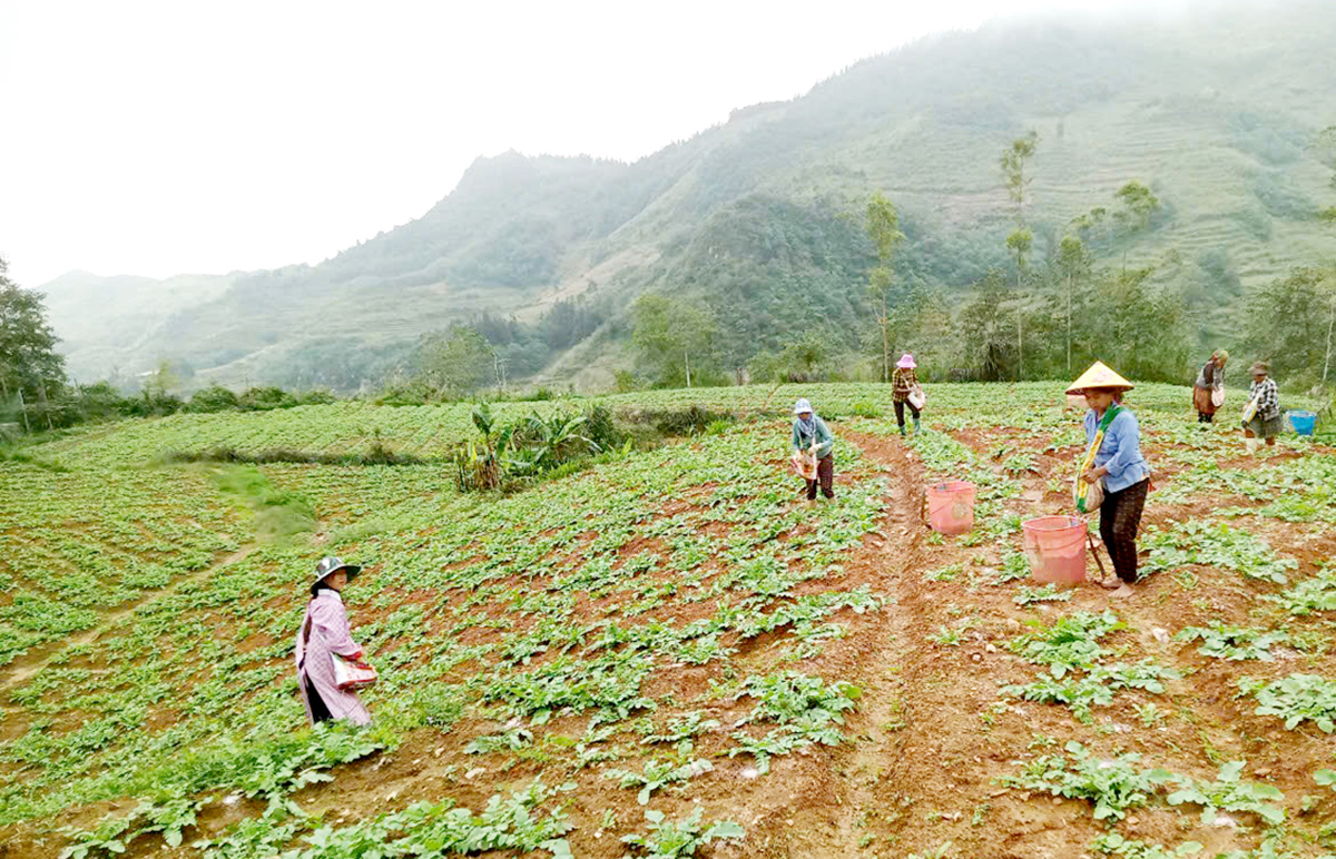 Từ củ cải, nông dân, HTX ở Xín Mần đa dạng hóa cây trồng để giảm nghèo, làm giàu bền vững &lpar;Ảnh: BTQ&rpar;.