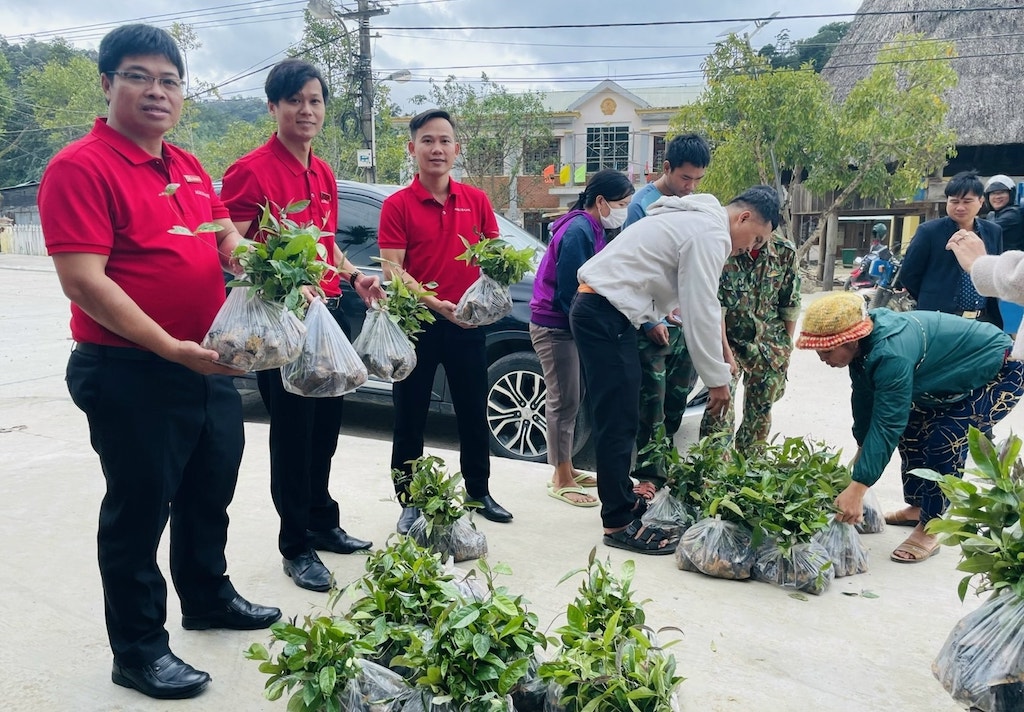Các hộ nghèo ở xã Tây Giang được hỗ trợ cây giống ba kích để cải thiện sinh kế.
