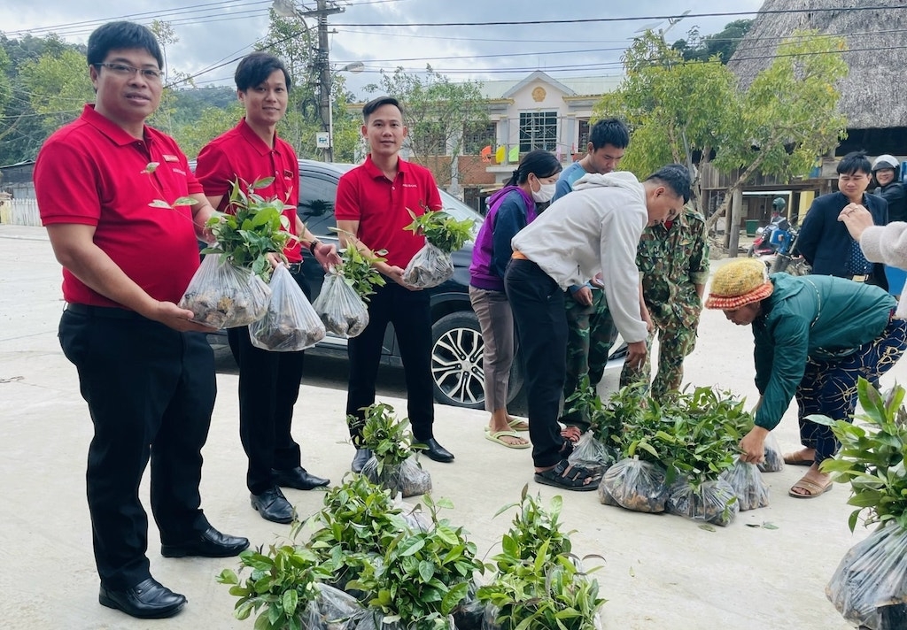 Các hộ nghèo ở xã Tây Giang được hỗ trợ cây giống ba kích để cải thiện sinh kế.