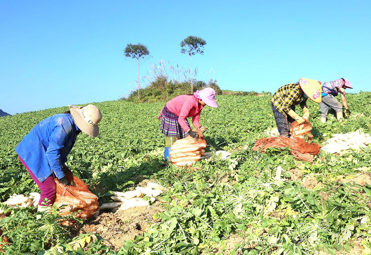 Nông dân Xín Mần gọi củ cải là sâm trắng &lpar;Ảnh: BTQ&rpar;.