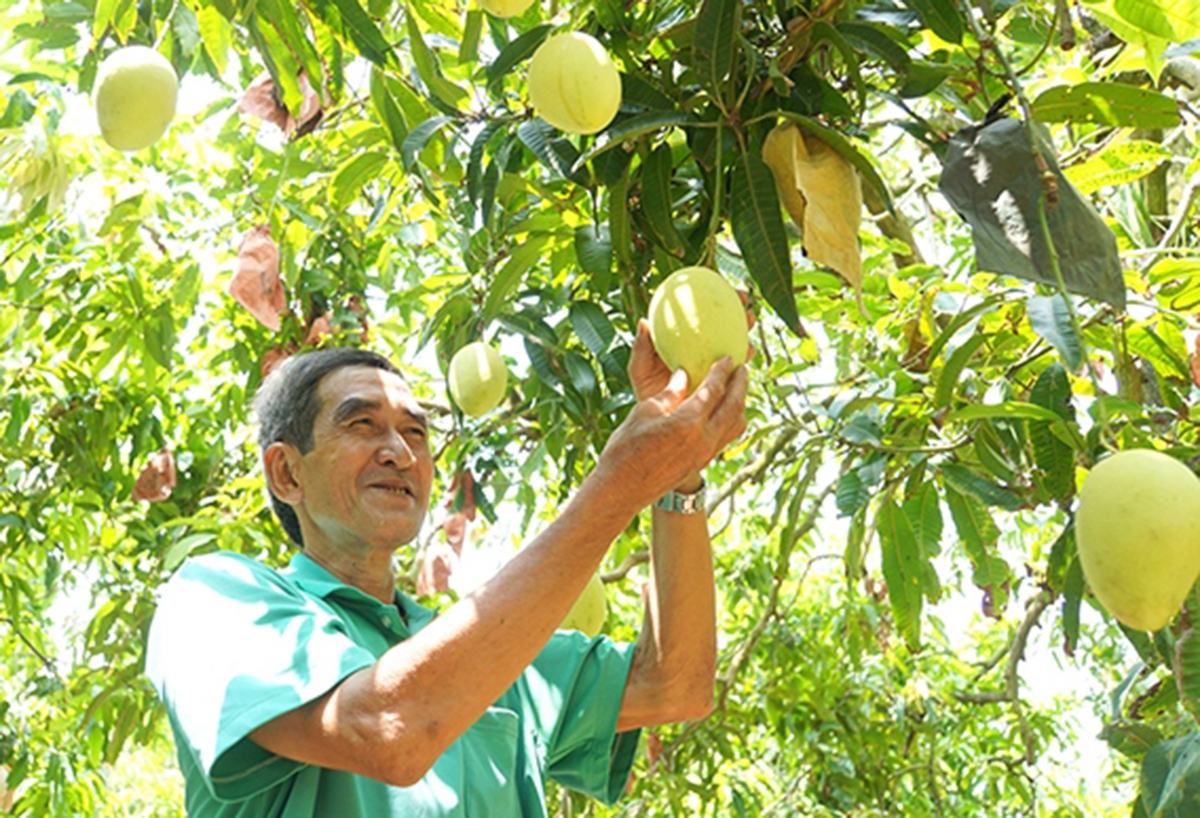 Sản xuất nông nghiệp hiệu quả là đòn bẩy xây dựng nông thôn mới ở Phong Hòa.