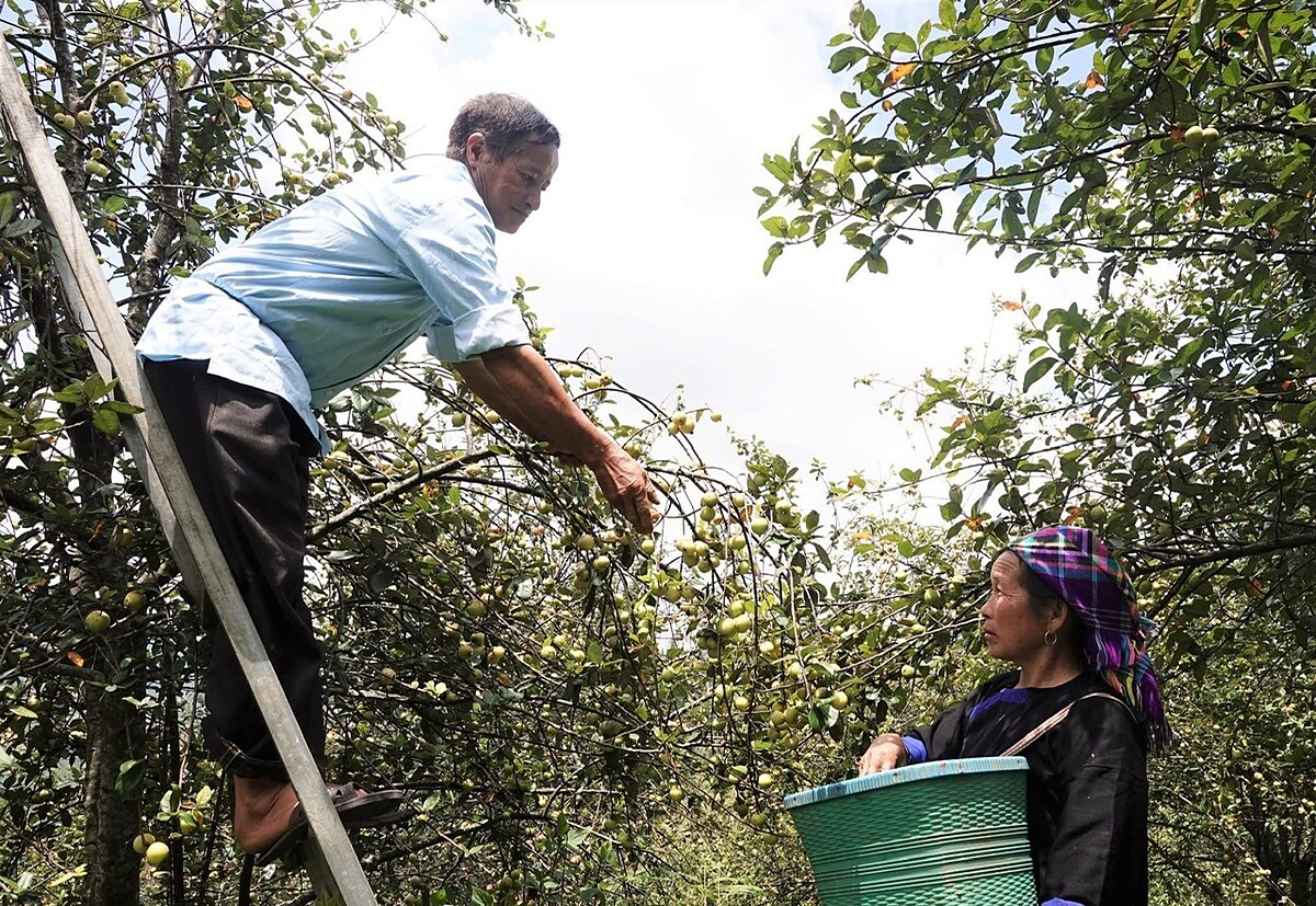 Người dân thu hoạch sơn tra.