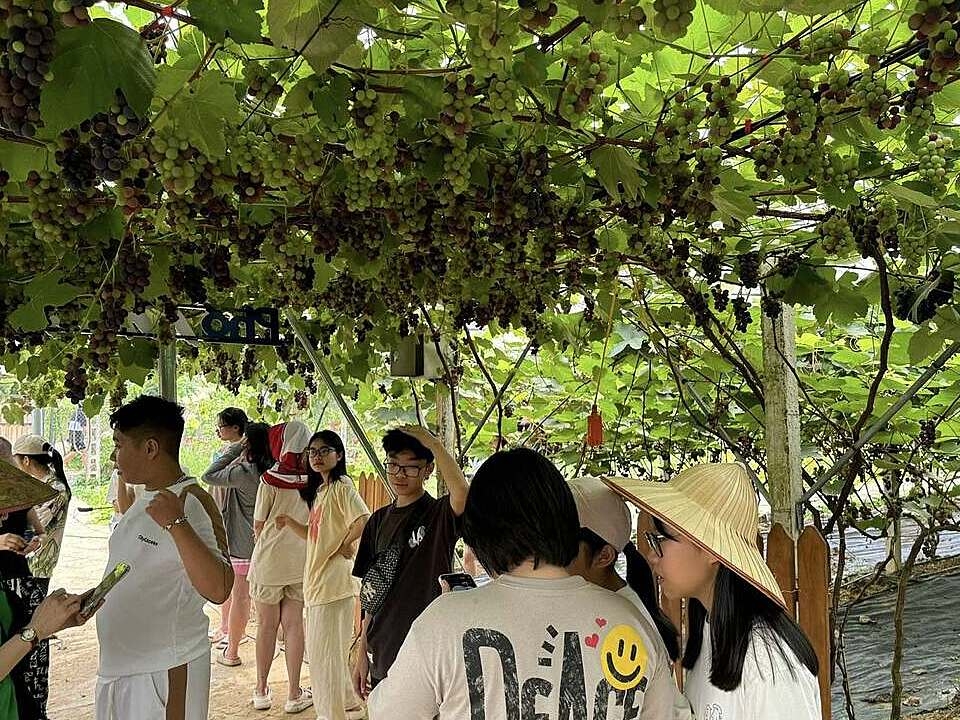 Du khách tham quan trải nghiệm tại vườn nho của HTX Dịch vụ phát triển nông nghiệp 19/5.