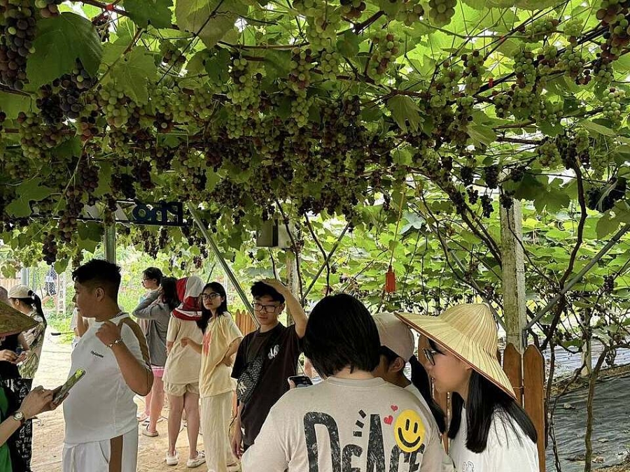 Du khách tham quan trải nghiệm tại vườn nho của HTX Dịch vụ phát triển nông nghiệp 19/5.