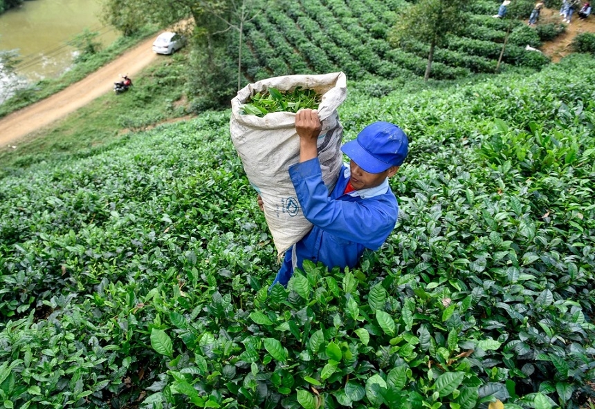 Nhiều hợp tác xã tại Thanh Hóa đã thành công và khẳng định thương hiệu với các sản phẩm chè, mật ong, trà cà gai leo đạt tiêu chuẩn OCOP.