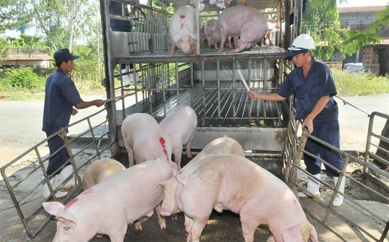 Giá lợn hơi tiếp đà giảm, nhiều địa phương bị ảnh hưởng nặng nề