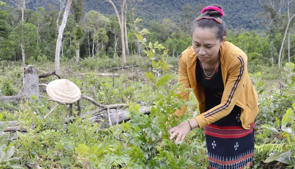 Liên kết cùng HTX Nông nghiệp xã Tư trồng chè dây Ra Zéh giúp cho phụ nữ dân tộc thiểu số ở xã Sông Vàng thoát nghèo.