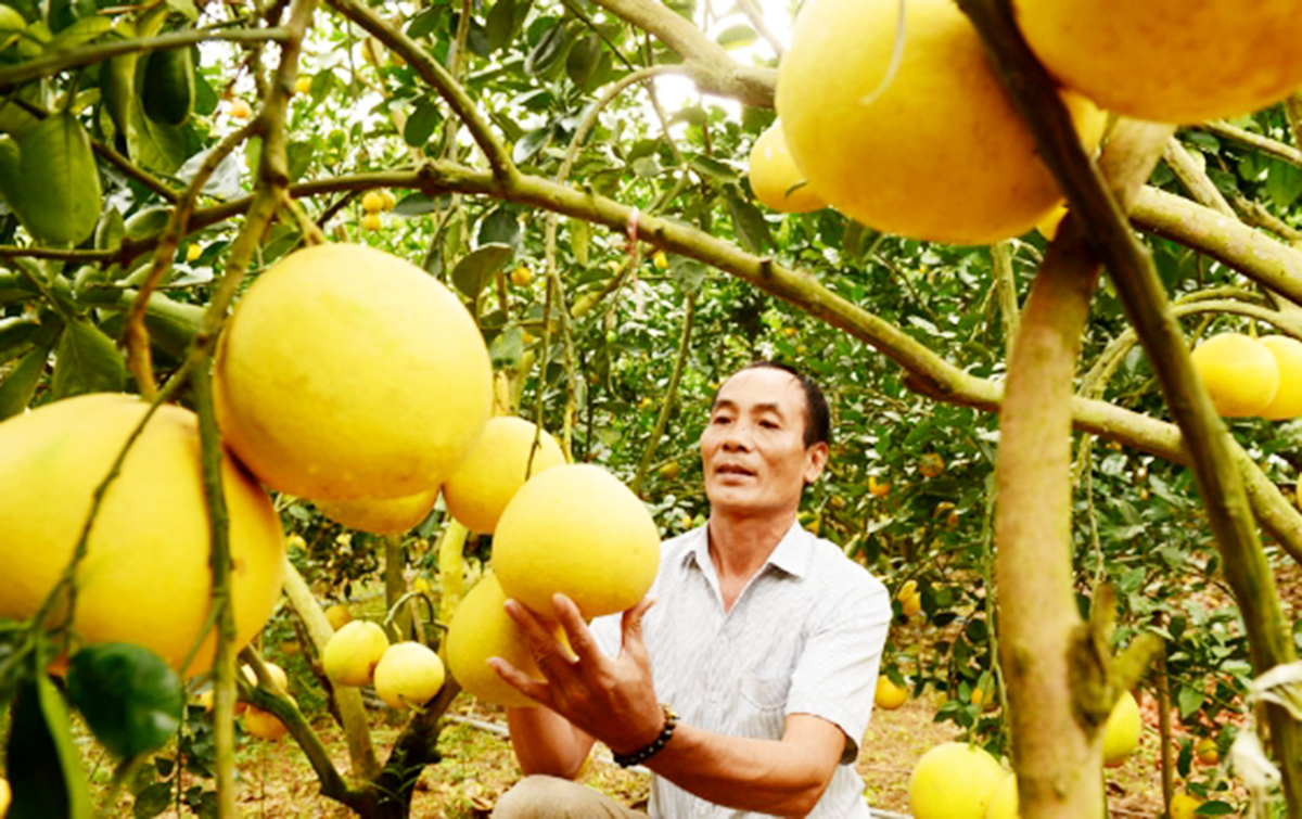 HTX là điểm tựa trong xóa đói giảm nghèo của hàng nghìn hộ nông dân Bắc Ninh.