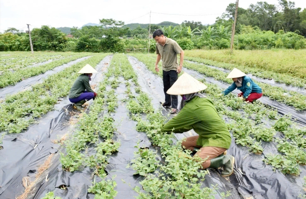 Nông nghiệp, nông thôn Quảng Trị đang đổi mới, hiệu quả rõ rệt.